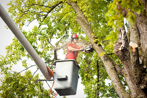 How Our Tree Care Process Works  in  Orleans, IN